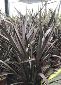 Phormium  'Platt's Black'